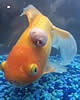 lasergoldfish