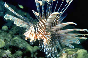 lionfish state record florida