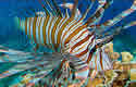 lionfishwholefood