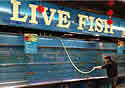 livefish