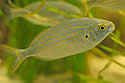 lsdfish