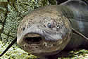 lungfish