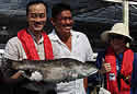 malaysiandeadfish