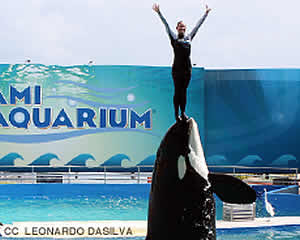 miami seaquarium lolita