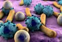 microbiome