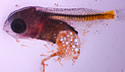 microbeadlarval