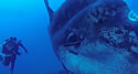 molafish