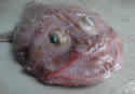 monkfish