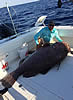 monstergrouper