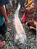 oarfish