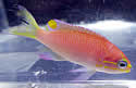obamafish