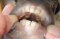 pacu