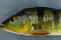 peacockbass
