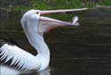 pelican