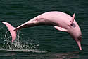 pinkdolphin