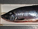 pinksalmon
