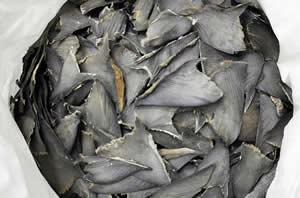 processed hammerhead shark fins