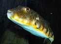 pufferfish