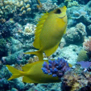 rabbitefish cooperation behavior feeding