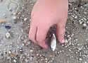 rainingfish