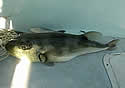 recordpuffer