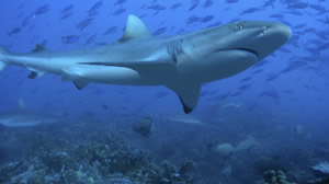 reef shark polynesia