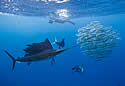 sailfish
