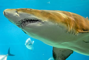 sand tiger shark