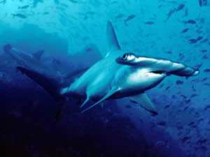 scalloped hammerhead carolina hammerhead