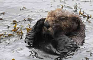 sea otter california