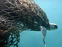 seaturtlenet