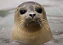 sealfisheater