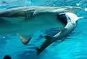 sharkeater