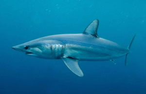 shortfin mako shark