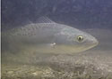 speckledtrout