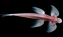 thamicola