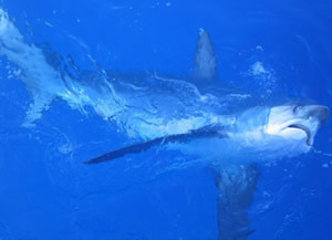 thresher shark on hook