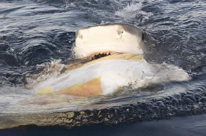 tiger shark scavenge turtle