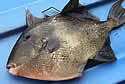 triggerfish