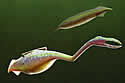tullymonster