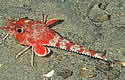 walkingfishtrench