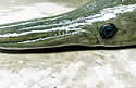 weirdchinafish