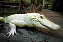 whitegator
