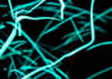 bioluminess
