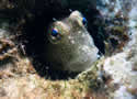 blenny