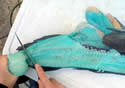 bluefish