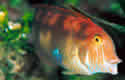 canibalfish