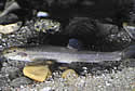 cave-fish