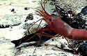 eatershrimp