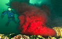 effluent